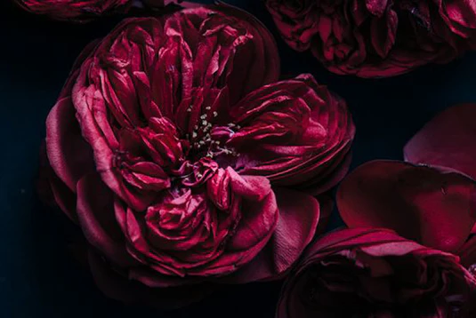 Fragrance Story 1